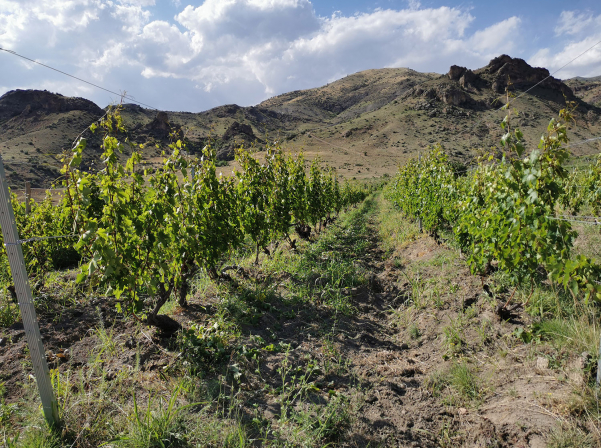 Krya Wines. Հայ-գերմանական ընտանիքի «դանդաղ» գինին 