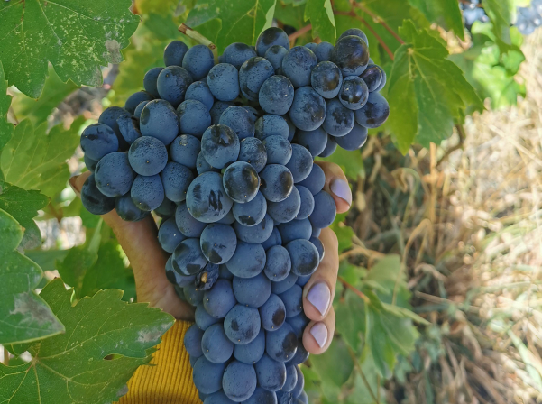 Krya Wines. Հայ-գերմանական ընտանիքի «դանդաղ» գինին 