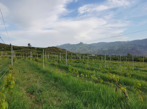 Krya Wines. Հայ-գերմանական ընտանիքի «դանդաղ» գինին 