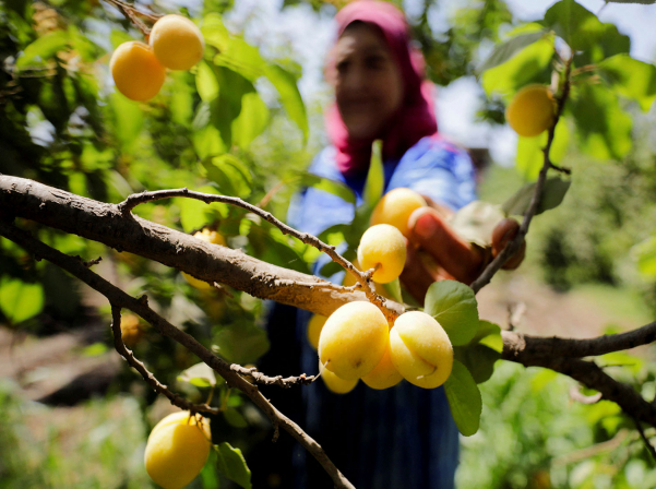 9 полезных свойств абрикоса