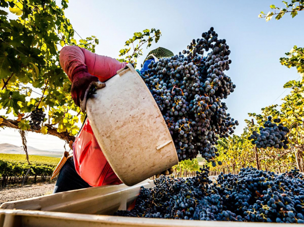 Ամփոփվել են «Գինին եւ խաղողի տեսակները» թեստ-խաղի արդյունքները