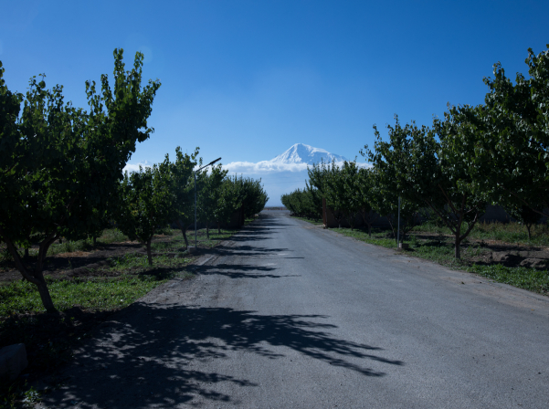 «Տուշպա». Համամարդկային պիտակով «հաղթող» գինին