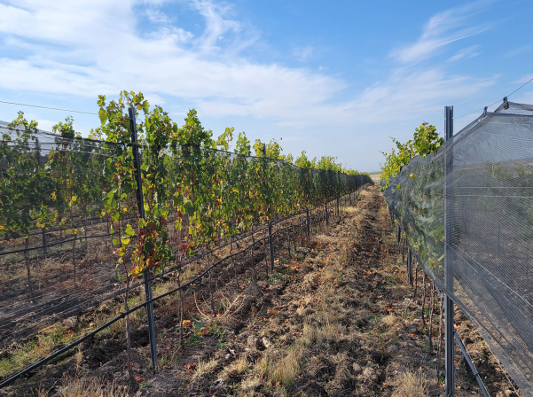 Հայկականի եւ եվրոպականի միահյուսումը՝ Alexandrea-ի գինիներում