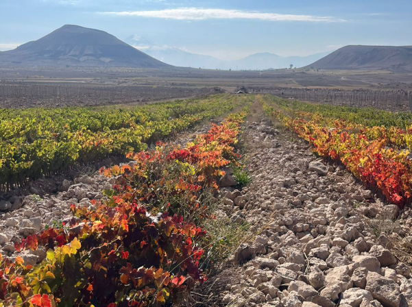 Հայկականի եւ եվրոպականի միահյուսումը՝ Alexandrea-ի գինիներում