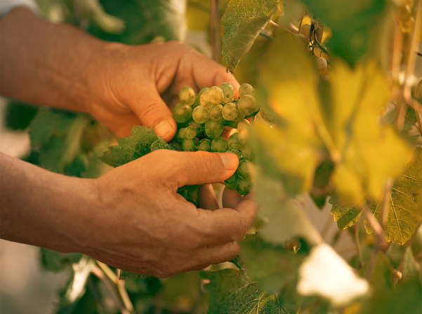 «Արմենիա Վայնը» առաջին անգամ Օպերայում կներկայացնի «V&M» բացառիկ կոնյակը