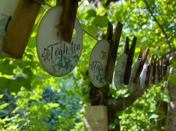 «Տողը հիմա ոչ թե գյուղ, այլ մի կում է կարոտի». Մարգարիտա Գրիգորյանի թեյերը