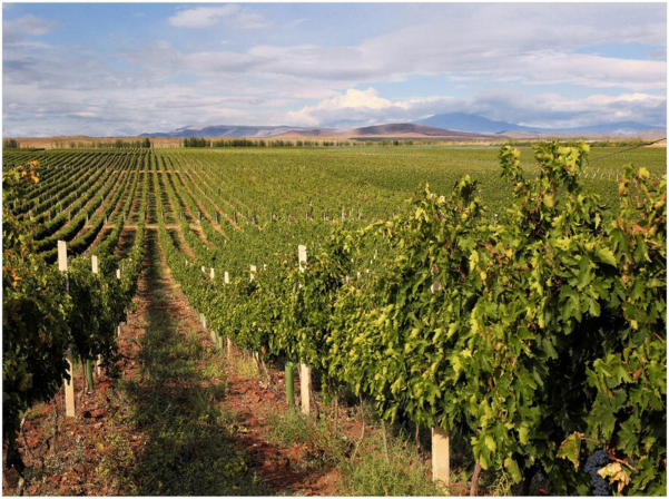 Juliana Eurnekian: “Karas wines connect people around the world with Armenia” 