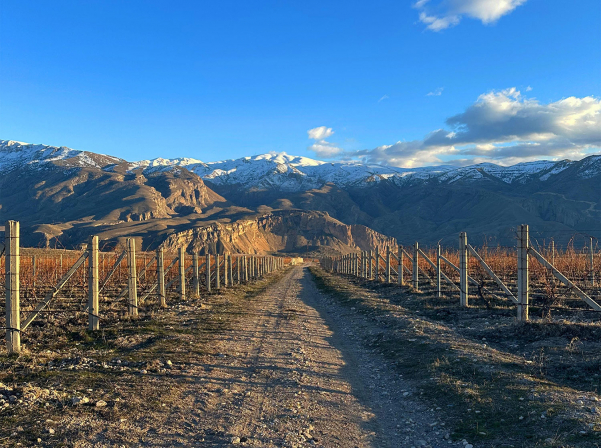 NOA-ի Ռինդի այգիներում կանցկացվի «Էտի փառատոն» 