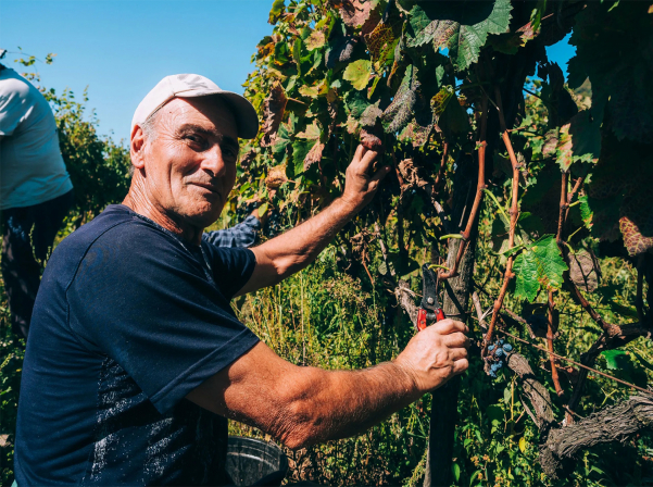 Georgian wine exports drop by a third in January