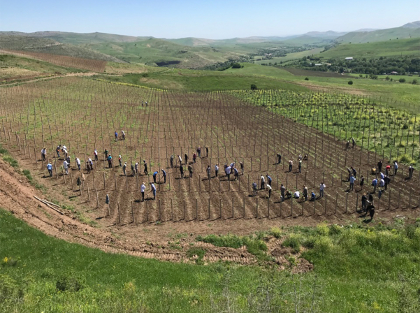 Harosa. Պատմություն ունեցող եւ Հադրութի մասին պատմող գինին