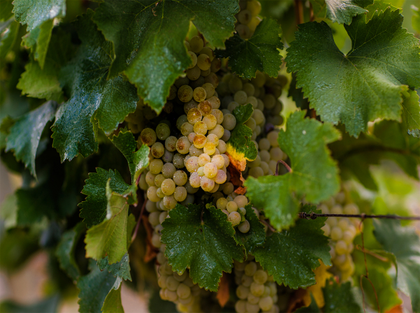 Ереванский коньячный завод планирует закупить около 28 000 тонн винограда