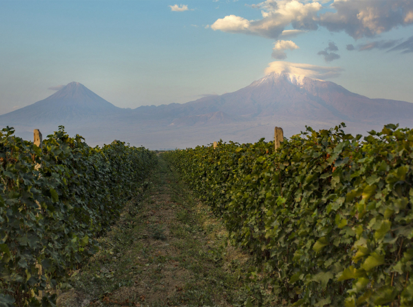 Ереванский коньячный завод планирует закупить около 28 000 тонн винограда