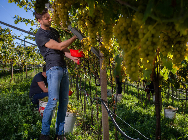 DV Wine Library-ն հրավիրում է մուսկատի համտեսի