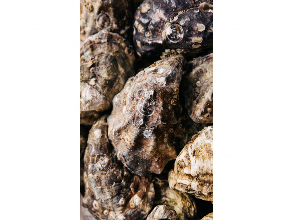 Ոստրեների մեջ «Ռոլս-Ռոյս» համարվող Ժիլարդո ոստրեներն Asador-ում են