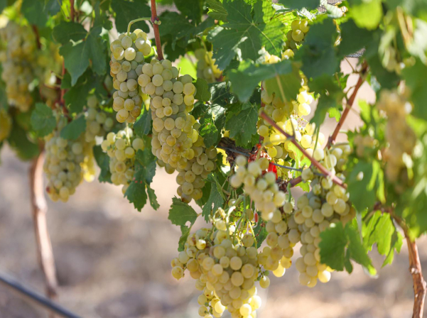 Օրգանական, բիոդինամիկ, բնական. 3 գինի համտեսի համար