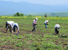 The Organic Asparagus of Tegh Village and the Contribution of EU-GAIA to Green Agriculture in Armenia 